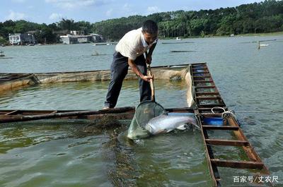 日本核污水入海沖擊全球水產(chǎn)，內(nèi)陸水產(chǎn)養(yǎng)殖或?qū)⒂瓉?lái)機(jī)遇與挑戰(zhàn)