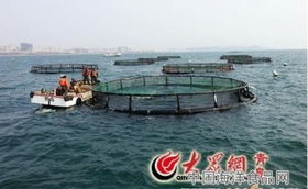 從海洋到餐桌 水產(chǎn)養(yǎng)殖與加工產(chǎn)業(yè)鏈的全面解析