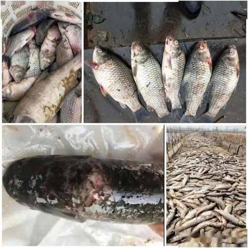 2020年上半年三臺(tái)內(nèi)陸水產(chǎn)養(yǎng)殖狀況概述與銷(xiāo)售效果跟蹤分析