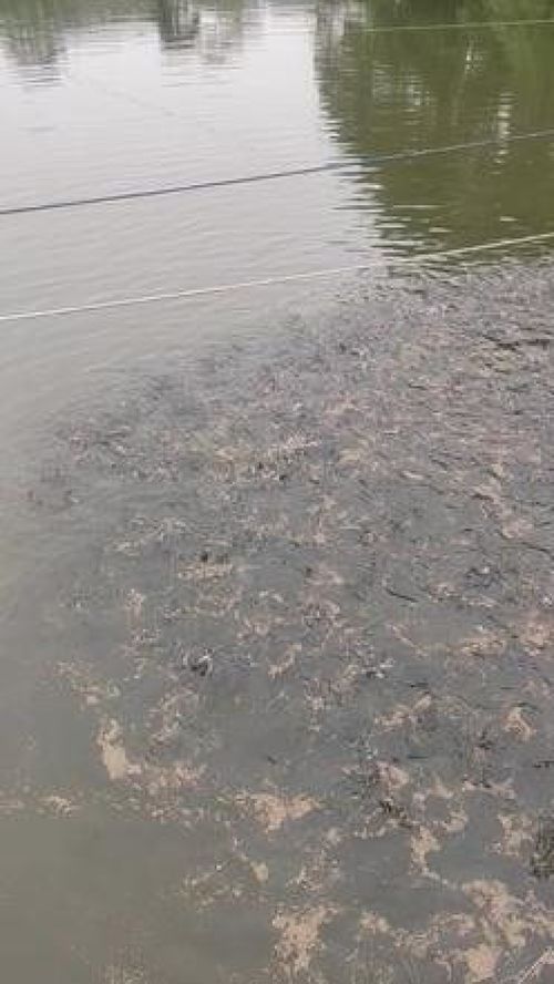 深耕內(nèi)陸水產(chǎn)養(yǎng)殖 紅盛水產(chǎn)的黃骨魚(yú)養(yǎng)殖與銷(xiāo)售之路